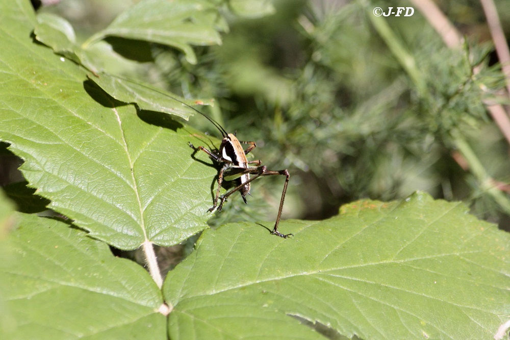 Eupholidoptera chabrieri